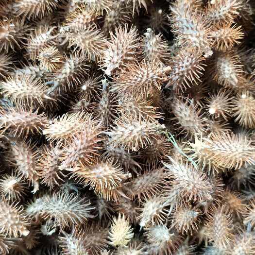 苍耳子干货统货