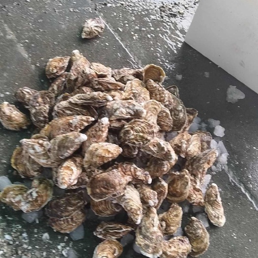 佛山生蚝批发零售