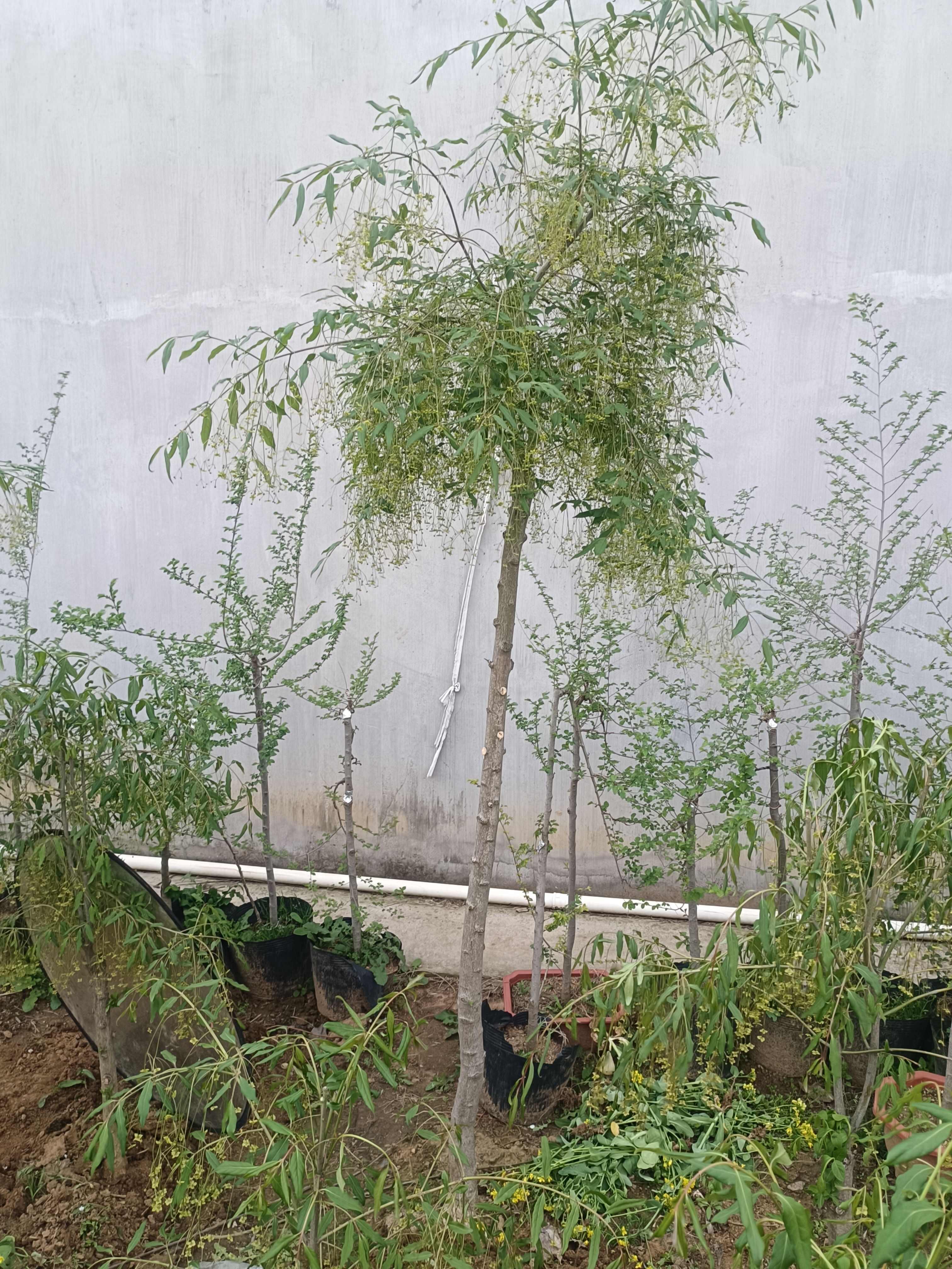 金丝吊蝴蝶树苗金线吊蝴蝶庭院盆栽大型耐寒绿化风景树金丝吊蝴蝶