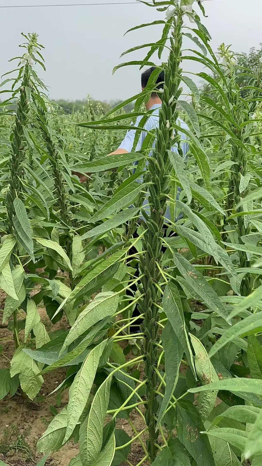 华芝白钻白芝麻种子，抗旱抗倒伏，粒粒饱满，雪白，丰产