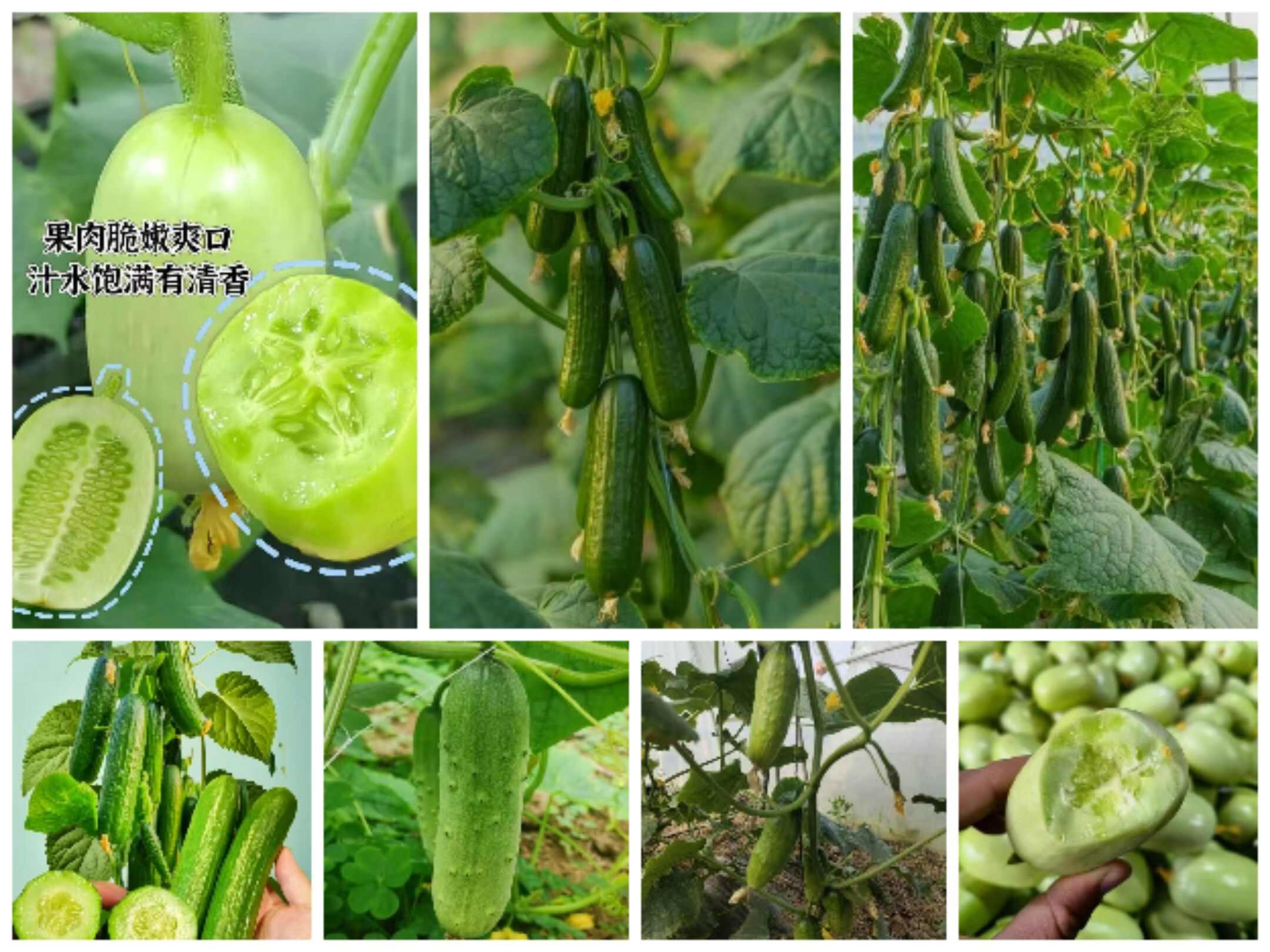 寿光市大黄瓜苗，小黄瓜苗，水果黄瓜苗，旱黄瓜苗，玉女黄瓜苗