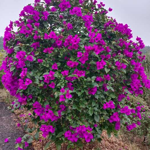 宜宾1.8米高紫花三角梅球