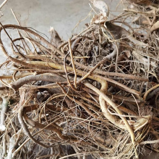 连南县白花牛奶根，小叶牛奶树根根