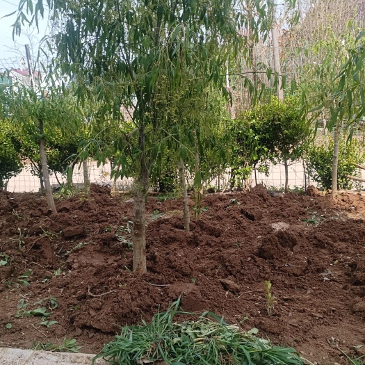 金丝吊蝴蝶树苗金线吊蝴蝶庭院盆栽大型耐寒绿化风景树金丝吊蝴蝶