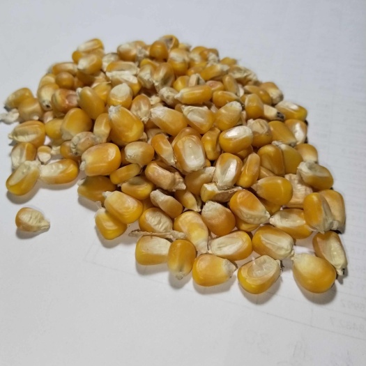 南阳玉米，色选黄玉米，河南优质玉米，量大从优