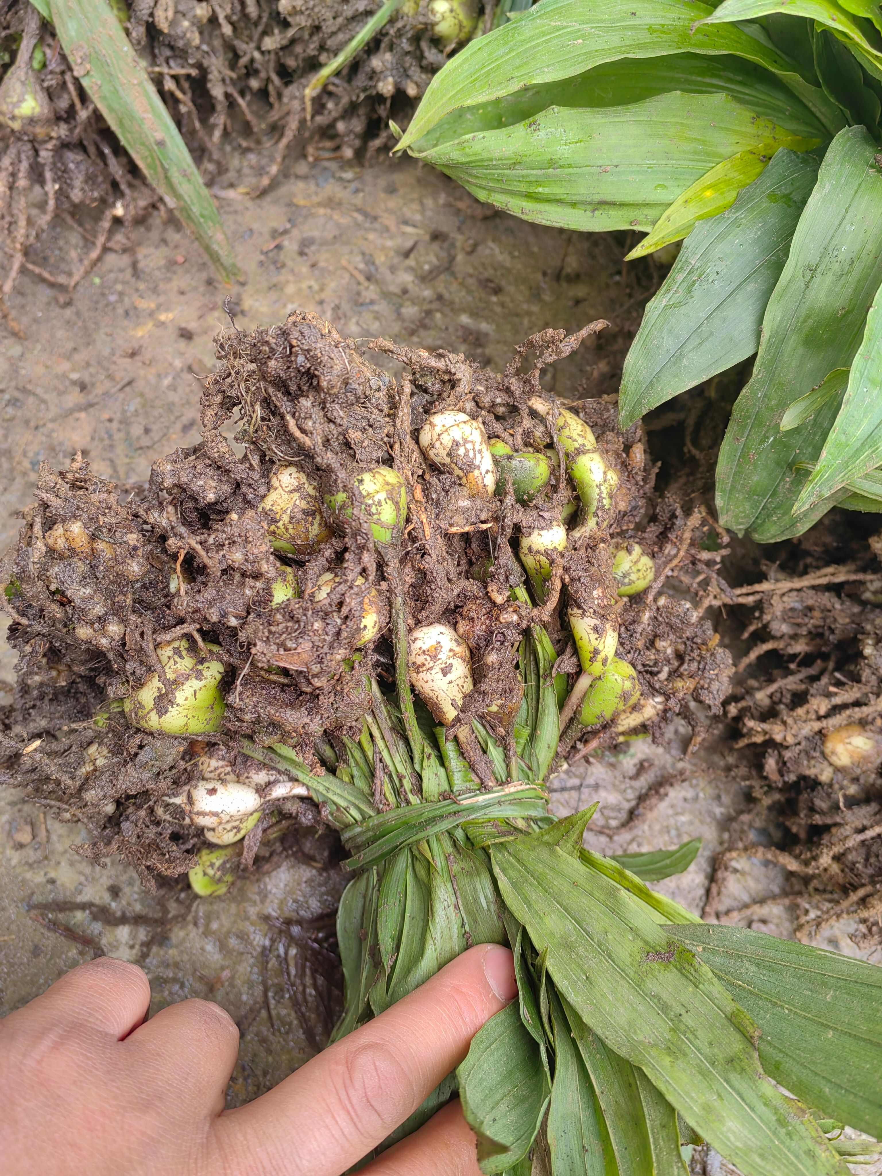 大量出售紫花宽叶毛慈菇苗  品种好  质量保证