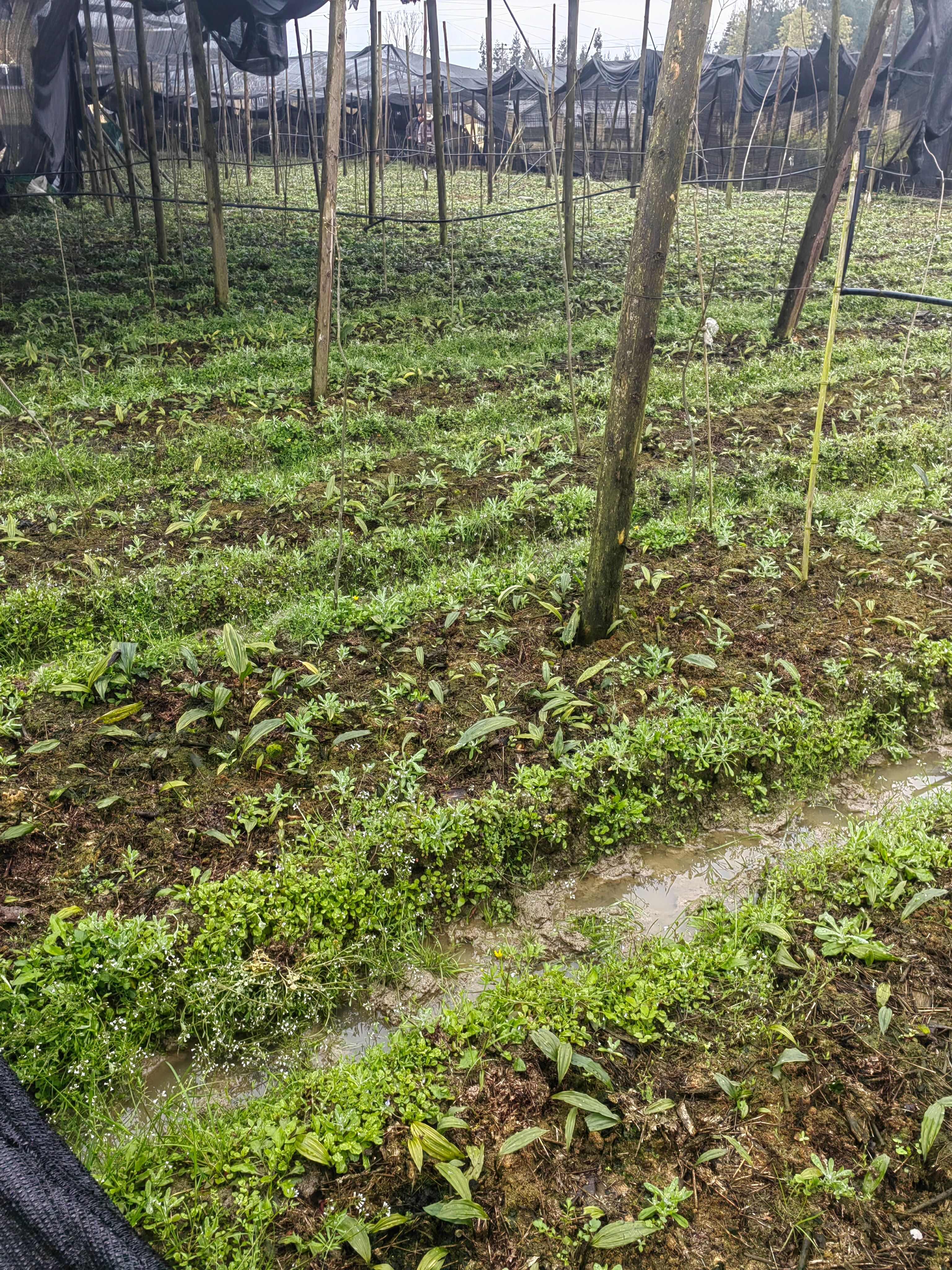 大量出售紫花宽叶毛慈菇苗  品种好  质量保证