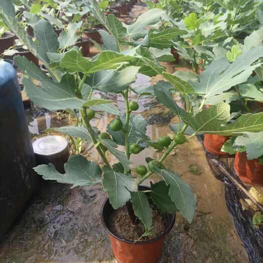 盆栽无花果 挂果无花果树 产地直发