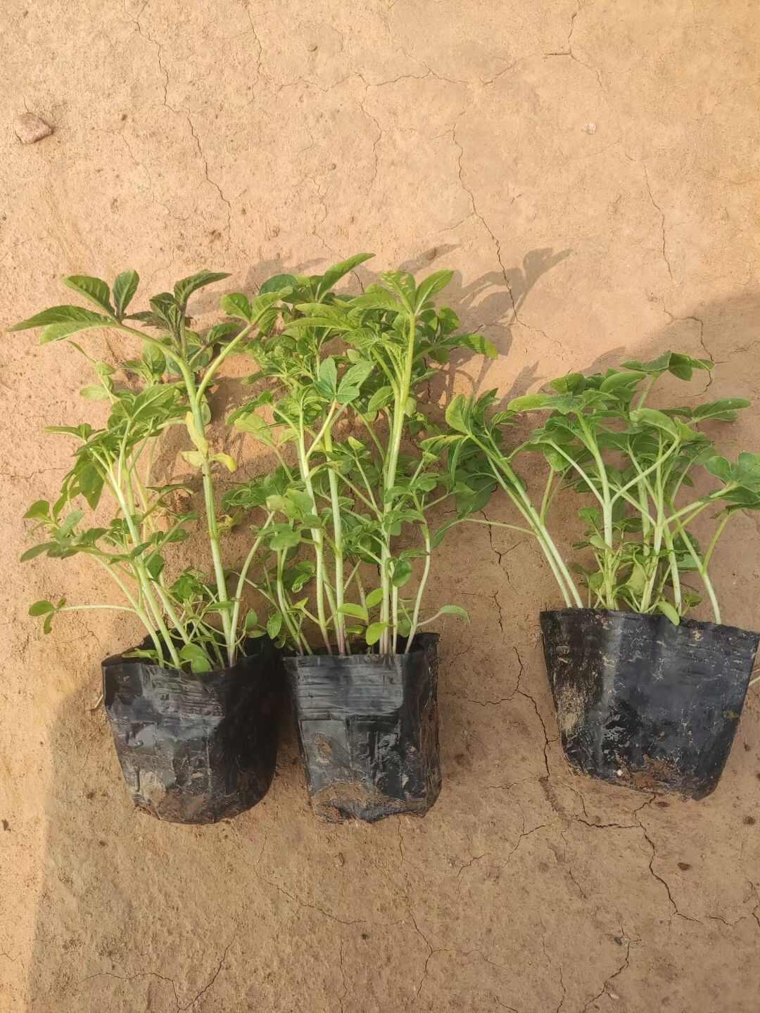 醉蝶花 基地直发 死苗补发