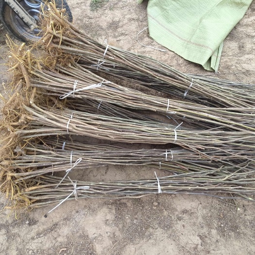 构树苗  大量供应清地精品构树——一级构树