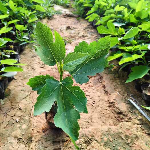 青州市无花果苗 波姬红 芭劳奈 中华紫果 量大可优惠