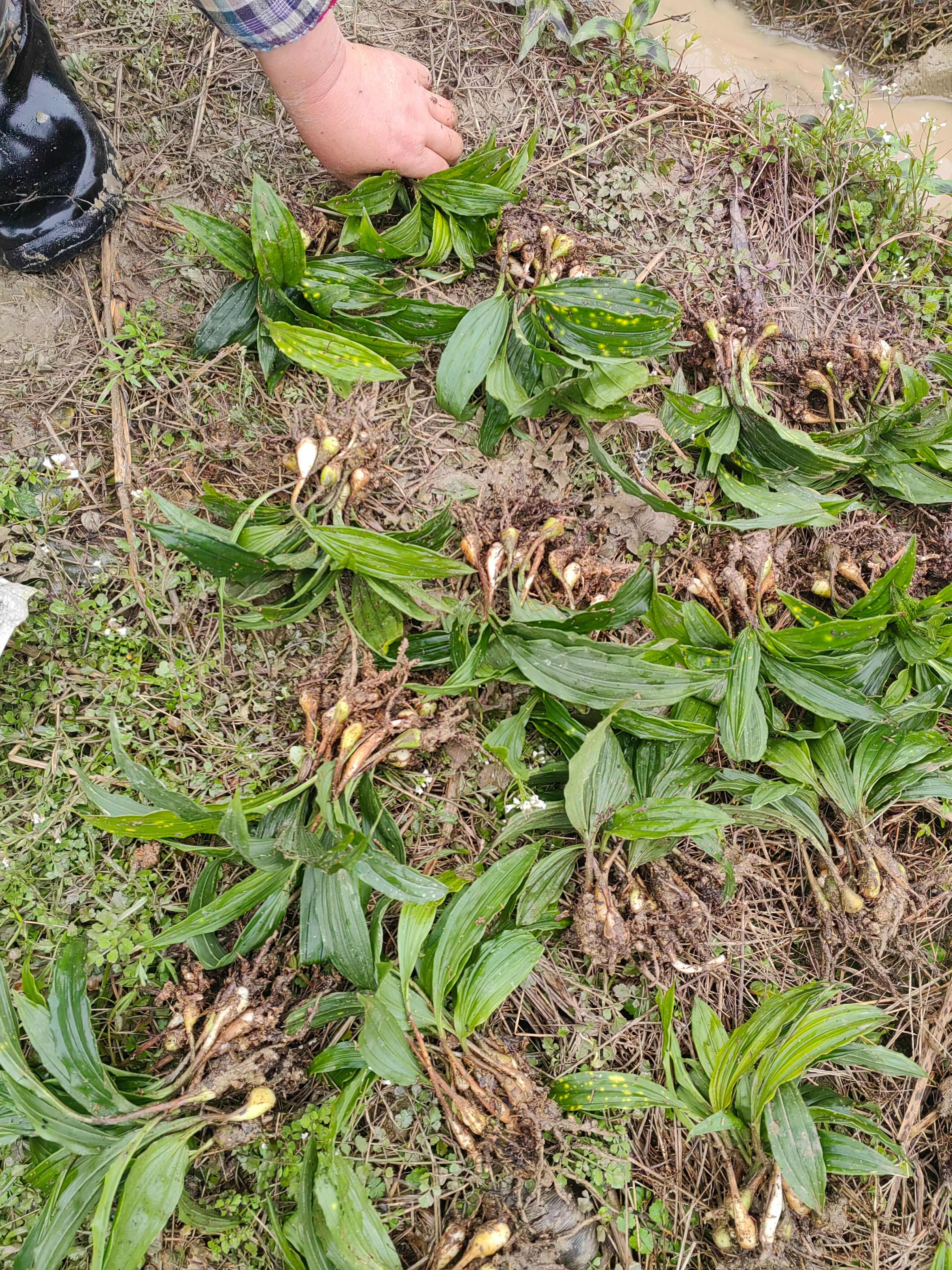 大量出售紫花宽叶毛慈菇苗  品种好  质量保证