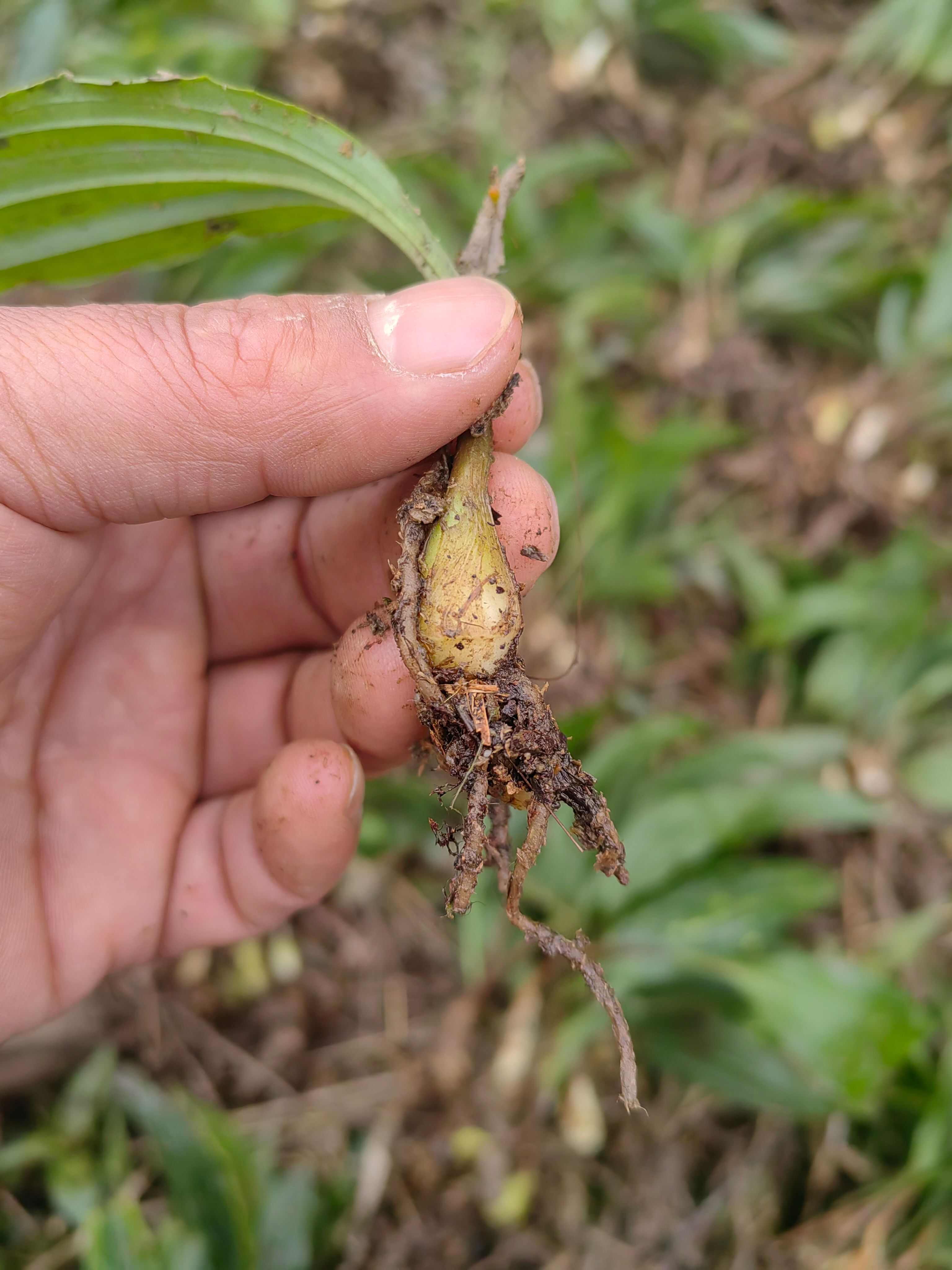 大量出售紫花宽叶毛慈菇苗  品种好  质量保证