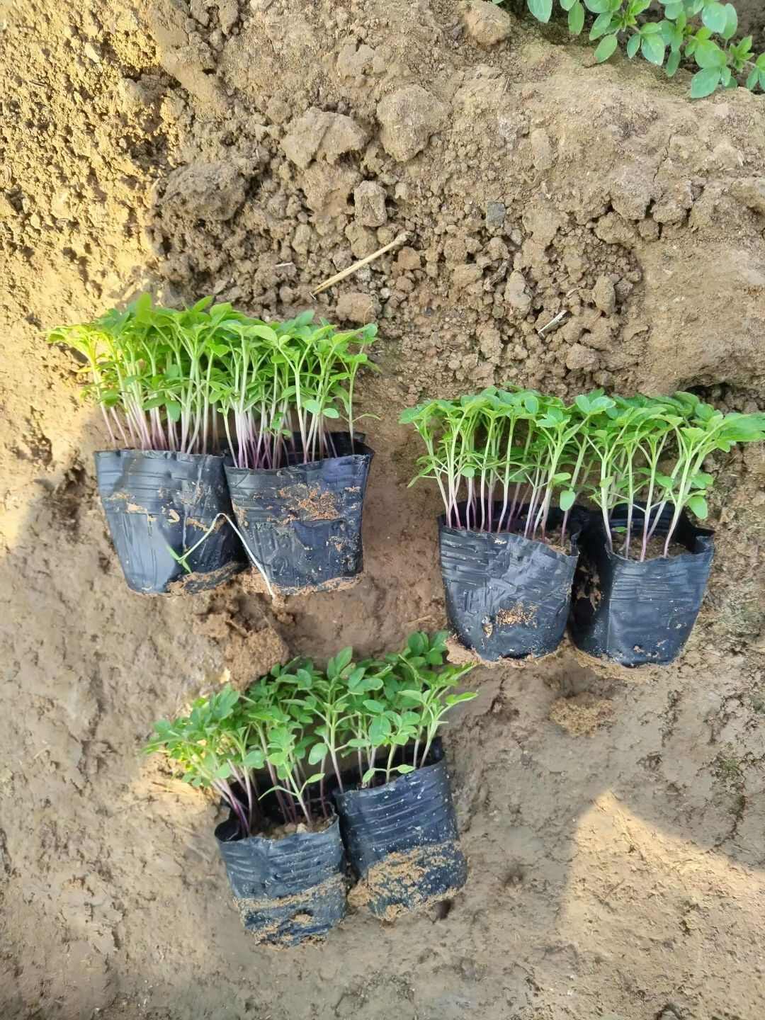 醉蝶花 基地直发 死苗补发