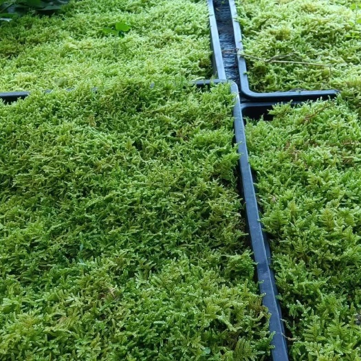 湖南优质人工驯养大灰苔藓