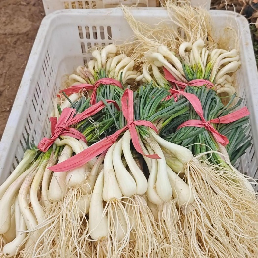 湘潭200亩藠头基地直供优质藠头苗，品质好，欢迎采购商垂询采购