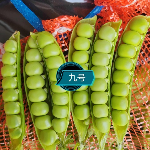 宜城市2025湖北新鲜采摘豌豆荚 青碗豆、大白豌豆、甜豌豆