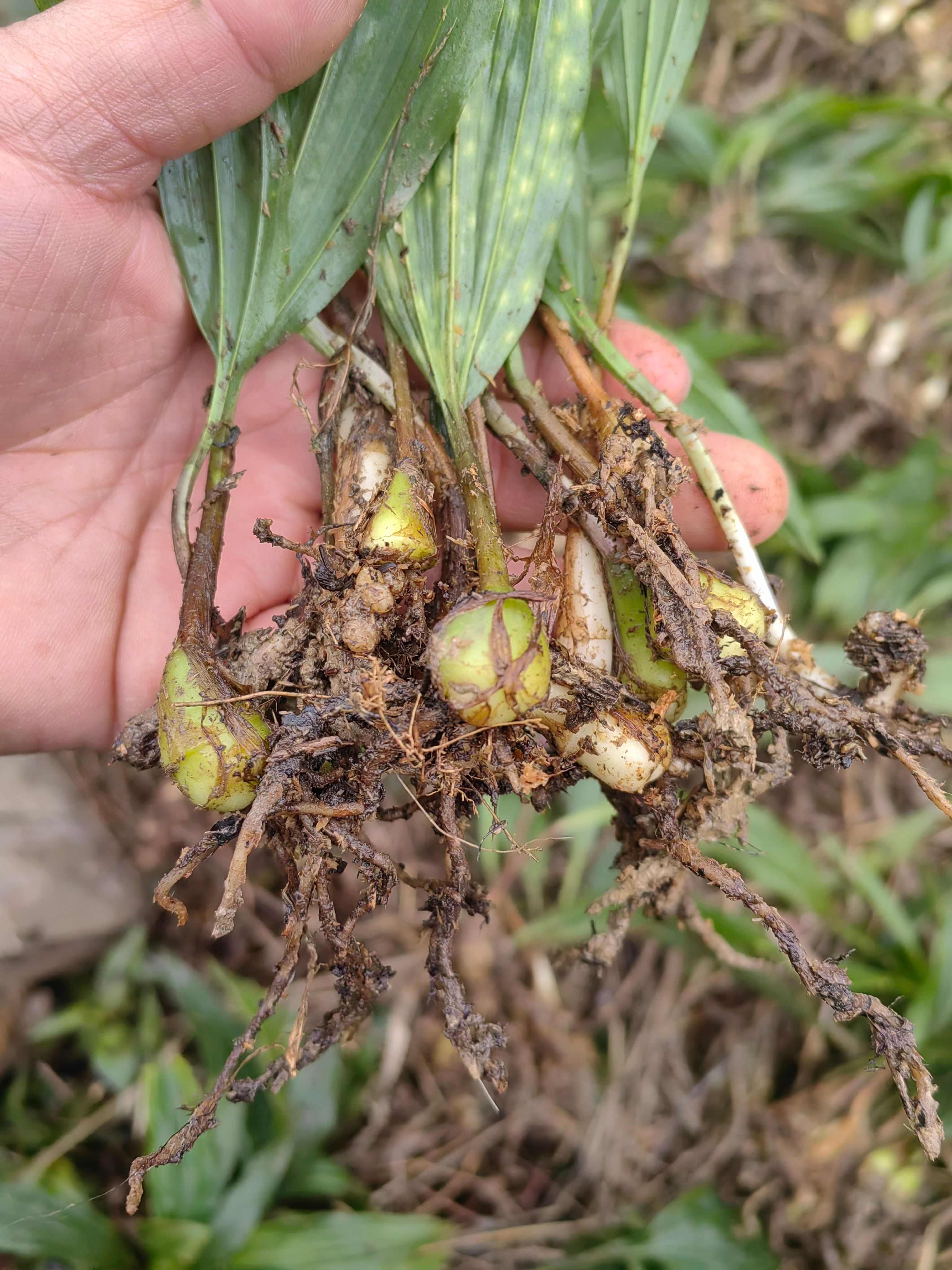 大量出售紫花宽叶毛慈菇苗  品种好  质量保证