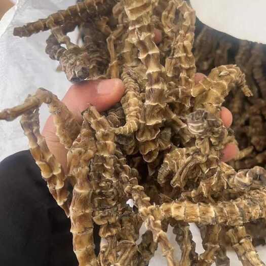 昆明地神，虫草参