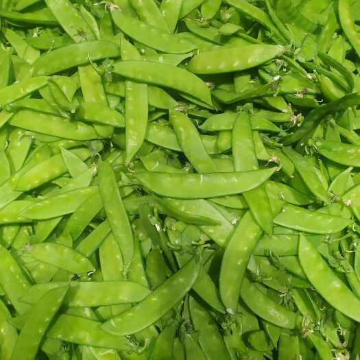云南新鲜荷兰豆,春季时令荷兰豆，欢迎老板选购