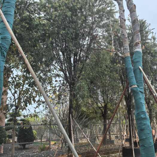 普宁市串钱柳 红千层 3-30公分