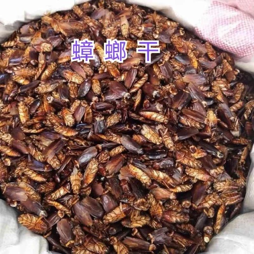 象山县新鲜美洲大蠊 干净卫生 精选优质 象山直发