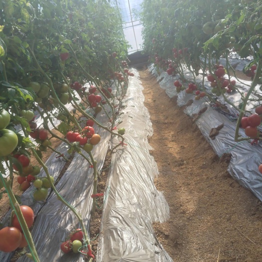 太原大棚基地种植自然熟成的普罗旺斯番茄终于红啦！  √ 蜜蜂授