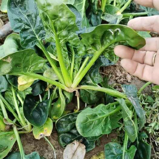 洛阳河南趴地菠菜