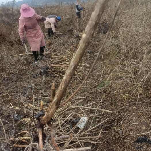 贵阳刺梨苗，贵州刺梨苗重点基地（五年苗，已挂果）
