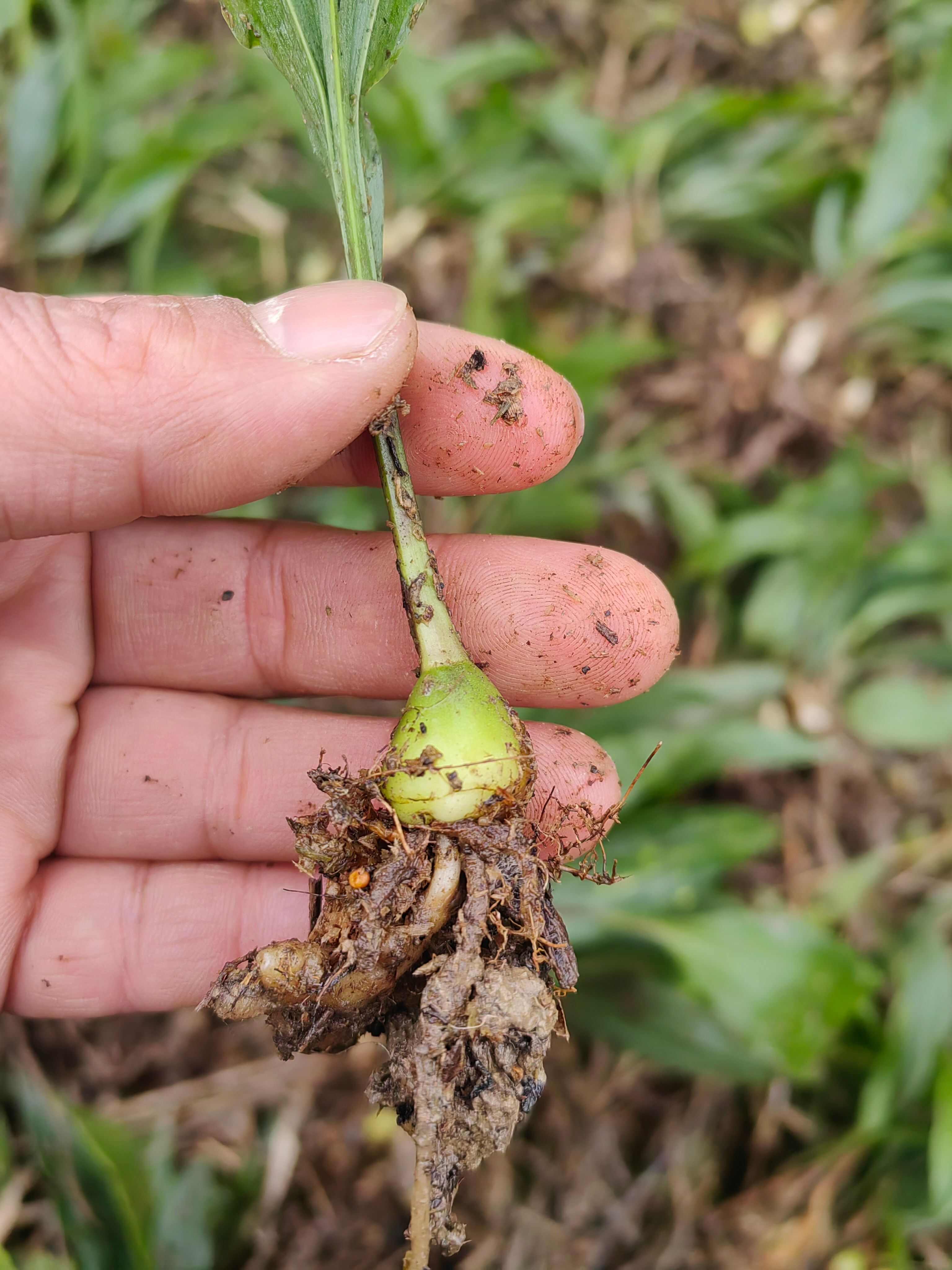 大量出售紫花宽叶毛慈菇苗  品种好  质量保证
