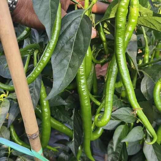 雷州市新鲜线椒尖椒 绿色种植现摘现发 适合批发零售