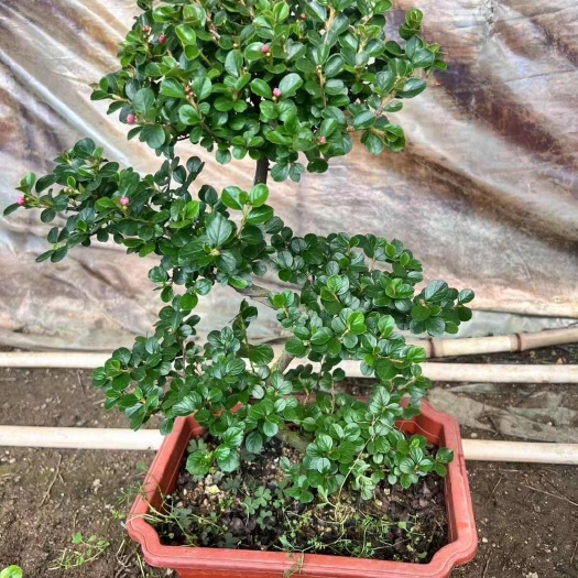本地特有造型珍珠梅