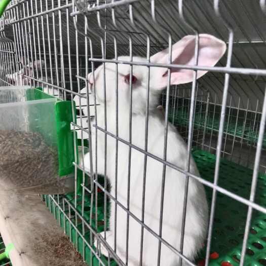 临泉县肉兔商品兔