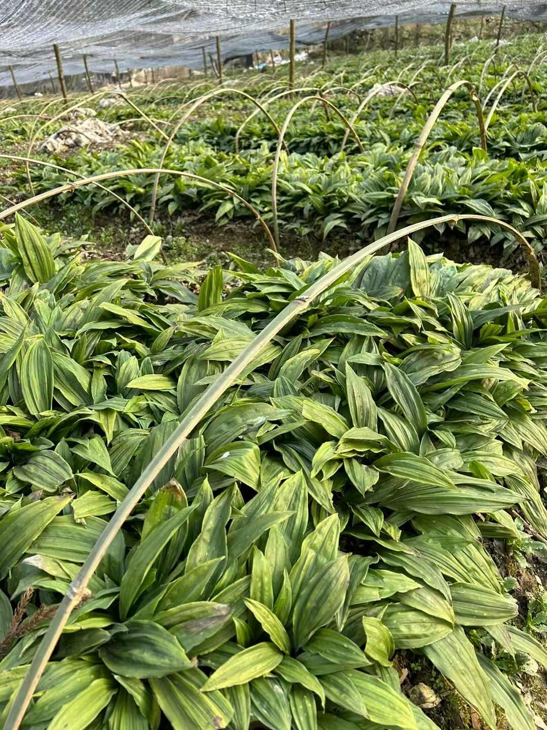 大量出售紫花宽叶毛慈菇苗  品种好  质量保证