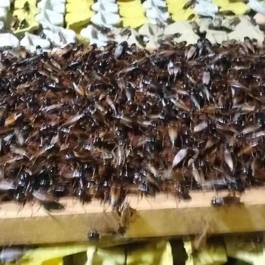 原阳县蟋蟀活体