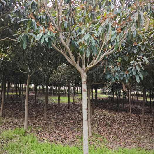 许昌枇杷树苗 河南许昌市建安区枇杷树树苗价格底价成活率高树形好免