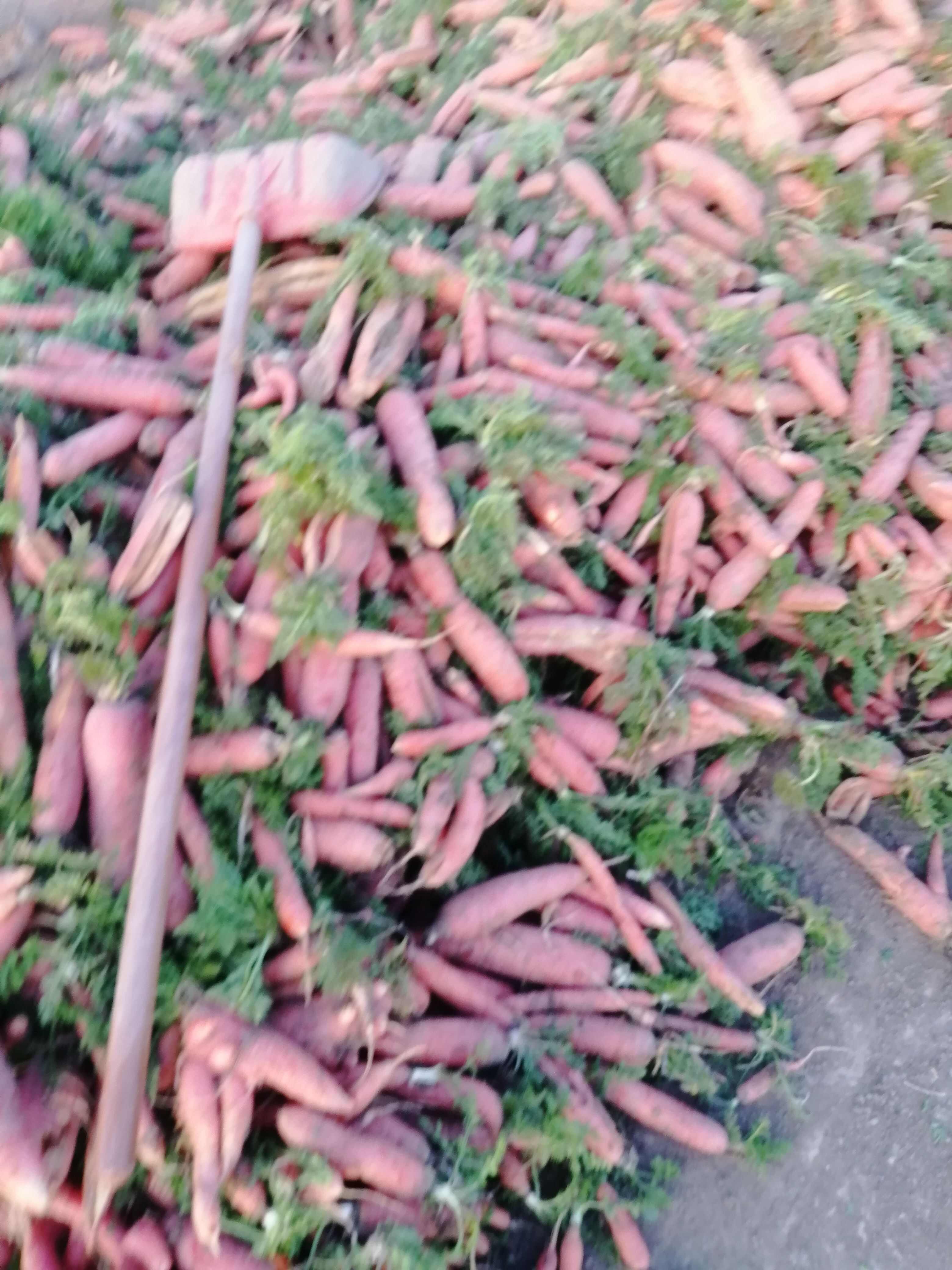 养殖胡萝卜，养殖货大量供应。有需要的老板敬请关注