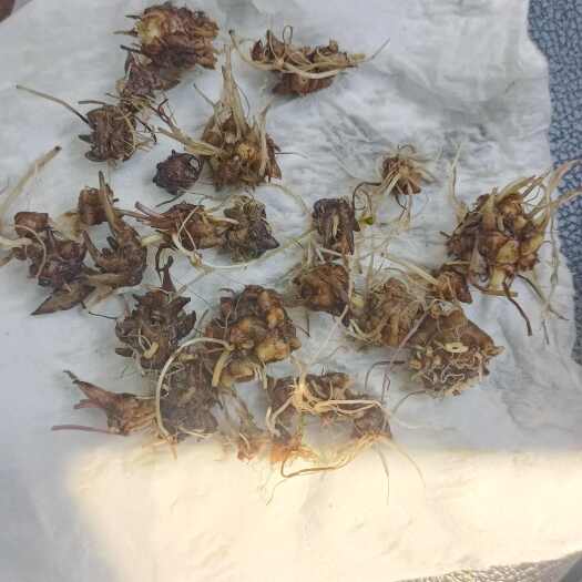 淮滨县猫爪草苗现挖   发货