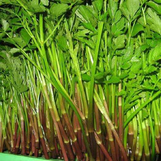 科右前旗野芹菜，水芹菜，