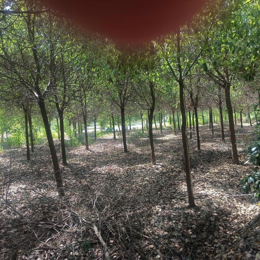 沙洋县樟树，10公分～15公分