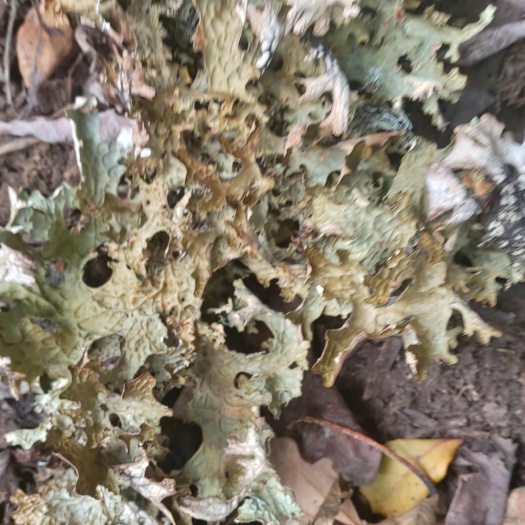 云南怒江新鲜青蛙皮 泸水直发 嫩绿健康 绿色食材