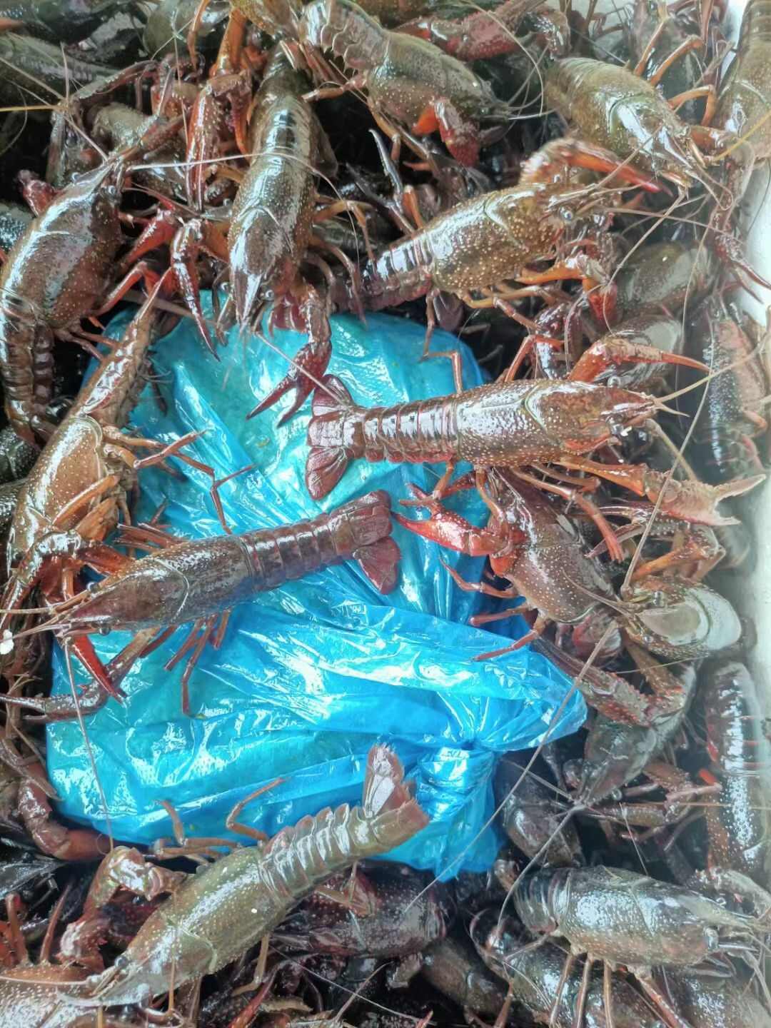 小龙虾