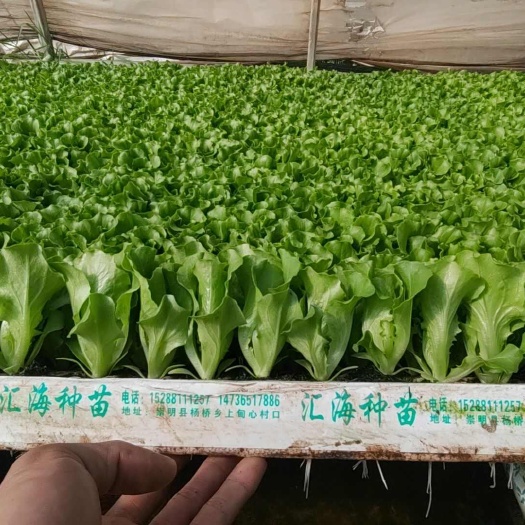 嵩明县精品意大利生菜苗