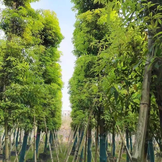 普宁市金丝楠木3-50公分
