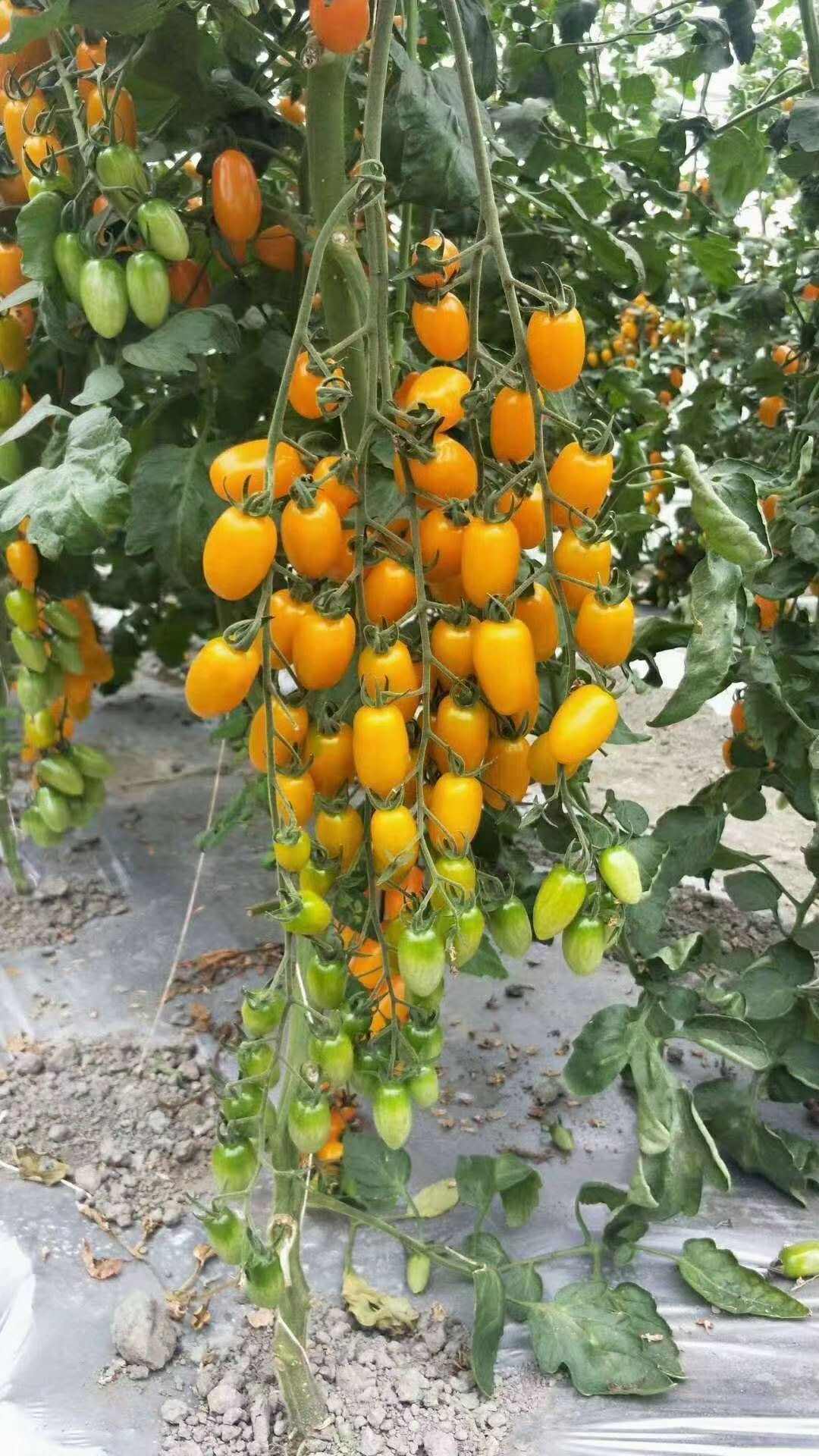 山东寿光优质青甜 小黄 小红 迷彩等各类口感特色西红柿种苗