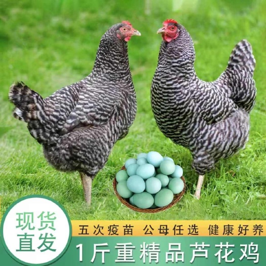 嘉祥县一斤左右芦花鸡苗绿壳蛋芦花鸡