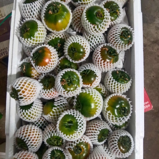 大连辽宁普兰店安波铁皮柿子