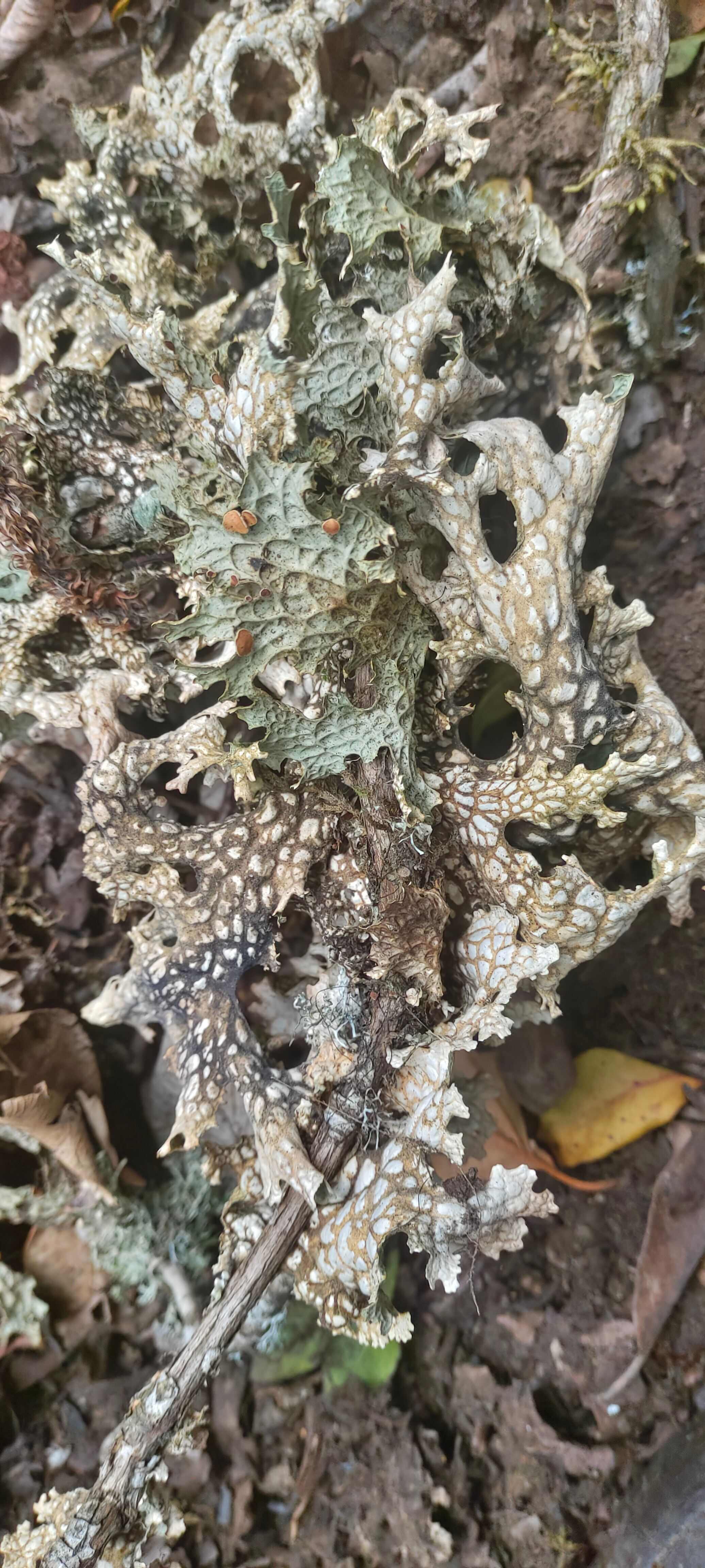 云南怒江新鲜青蛙皮 泸水直发 嫩绿健康 绿色食材