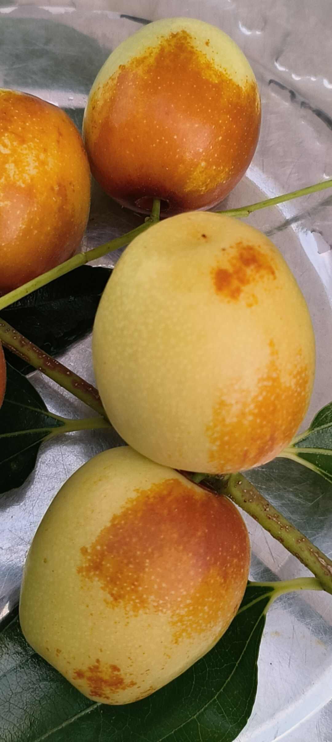 冰糖脆枣  树苗，目前最最酥脆最 甜香最早熟的早熟品种
