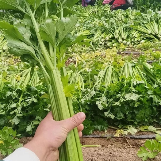 通许县河南开封新鲜西芹批发 产地直发 当日采摘 叶绿茎脆